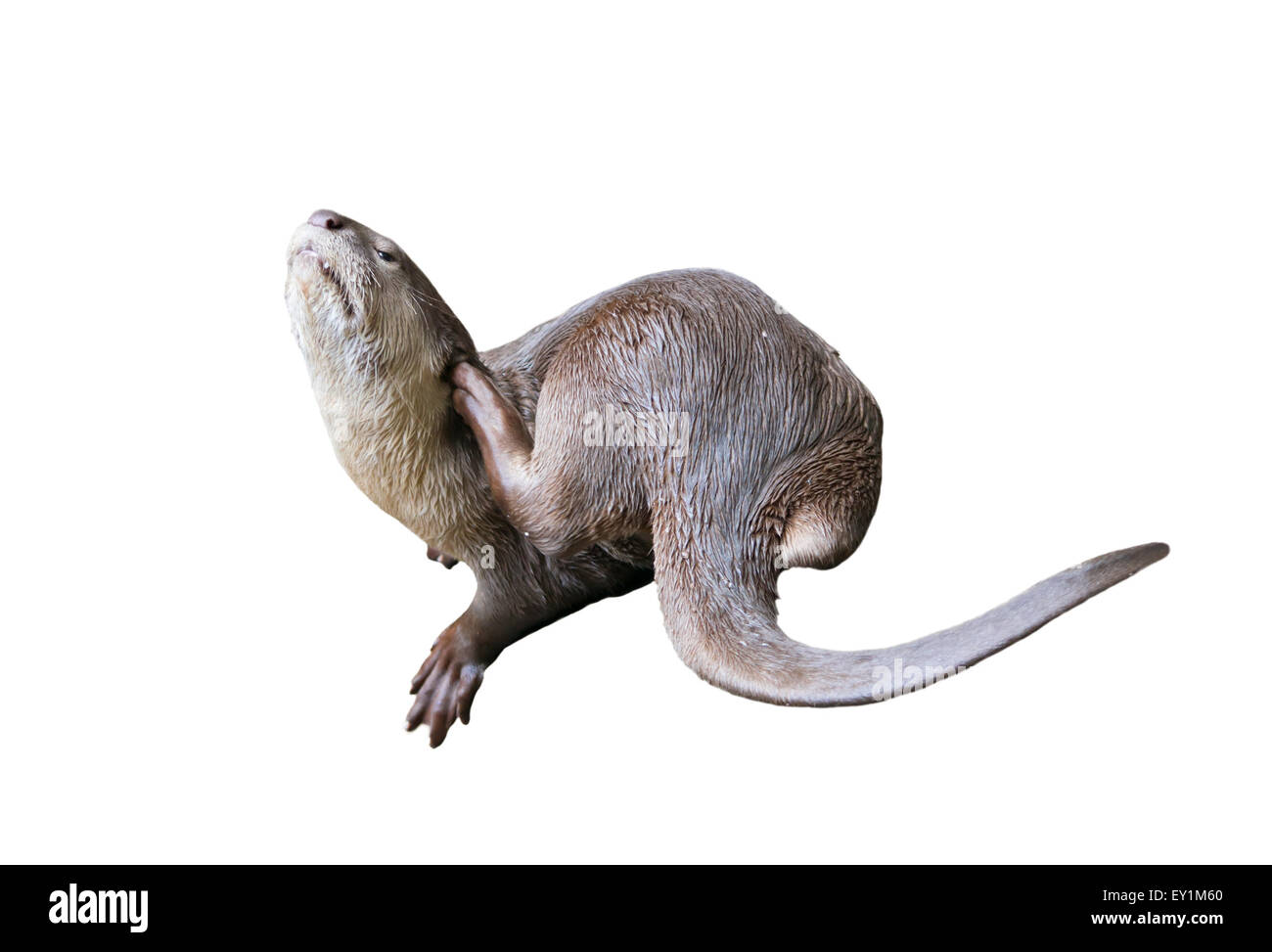 Glatte beschichtete Fischotter (Lutrogale Perspicillata) isoliert auf weißem Hintergrund Stockfoto