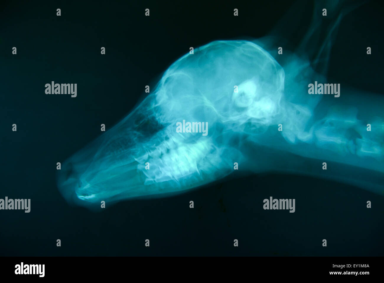 X-Ray Bild von wilden Tieren Skelett Stockfoto