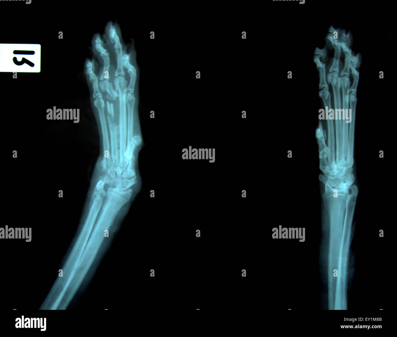 X-Ray Bild von wilden Tieren Skelett Stockfoto