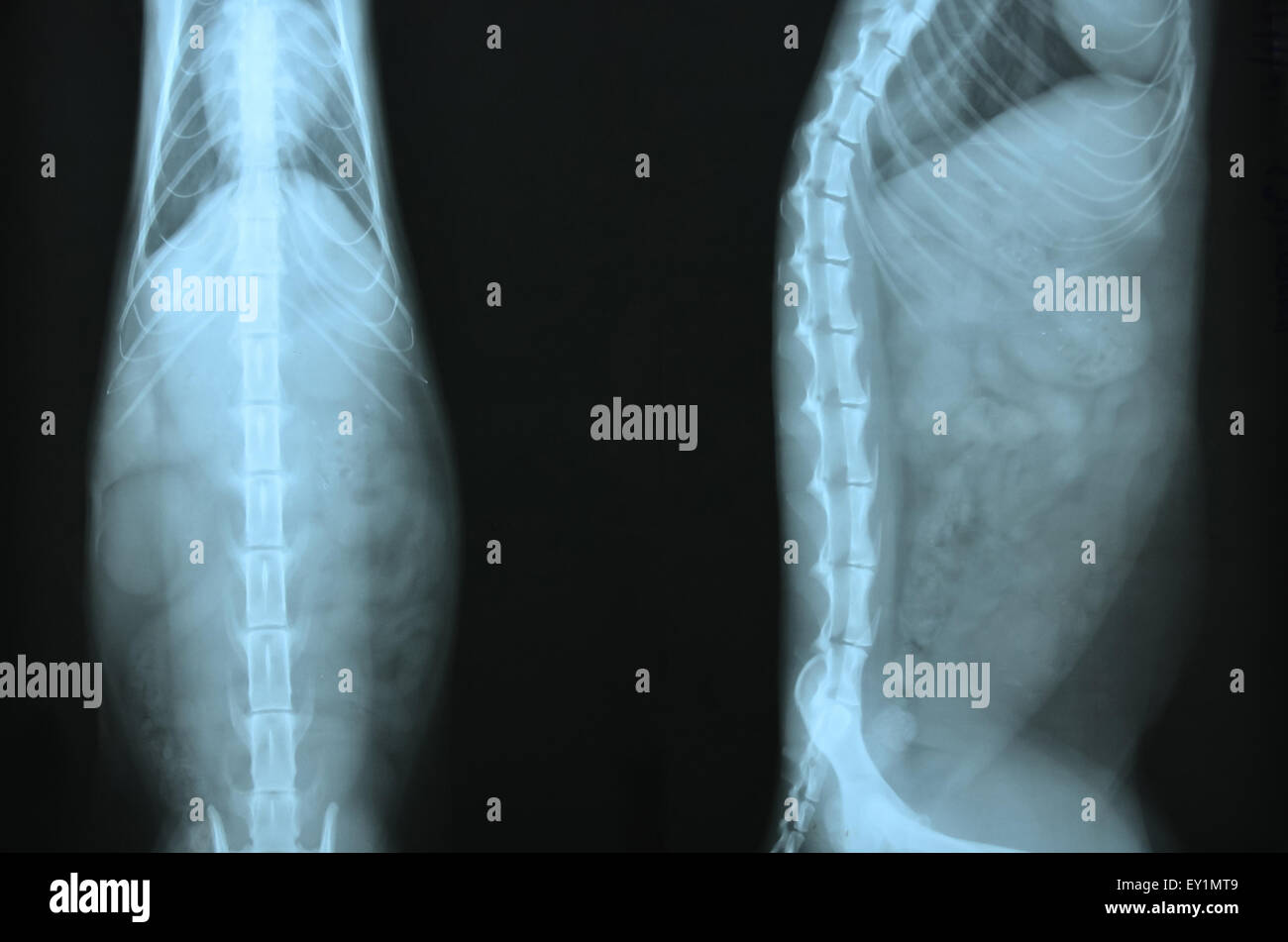X-Ray Bild von wilden Tieren Skelett Stockfoto