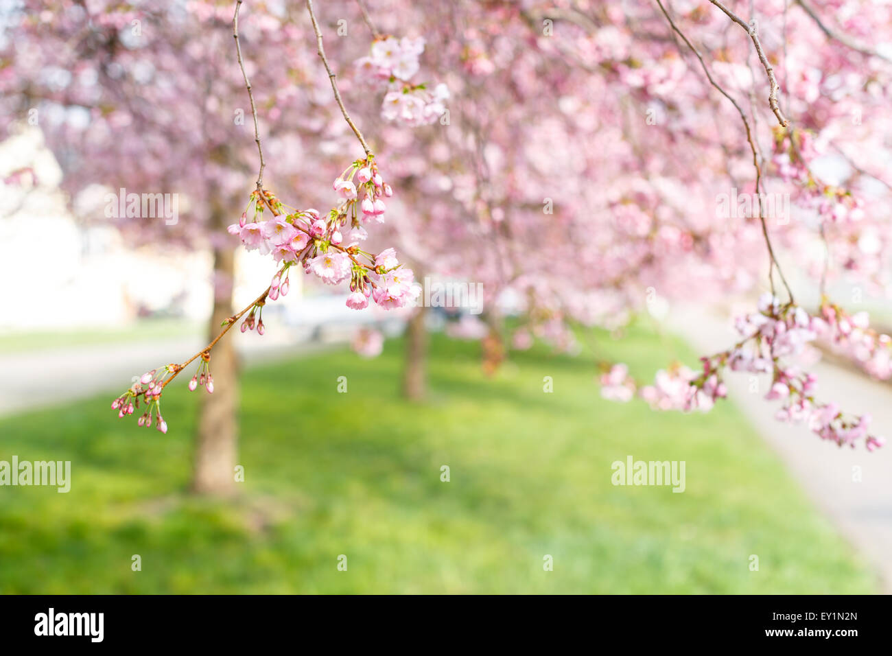 Blumen Sakura Kirsche blüht im Frühjahr Nebel Stockfoto