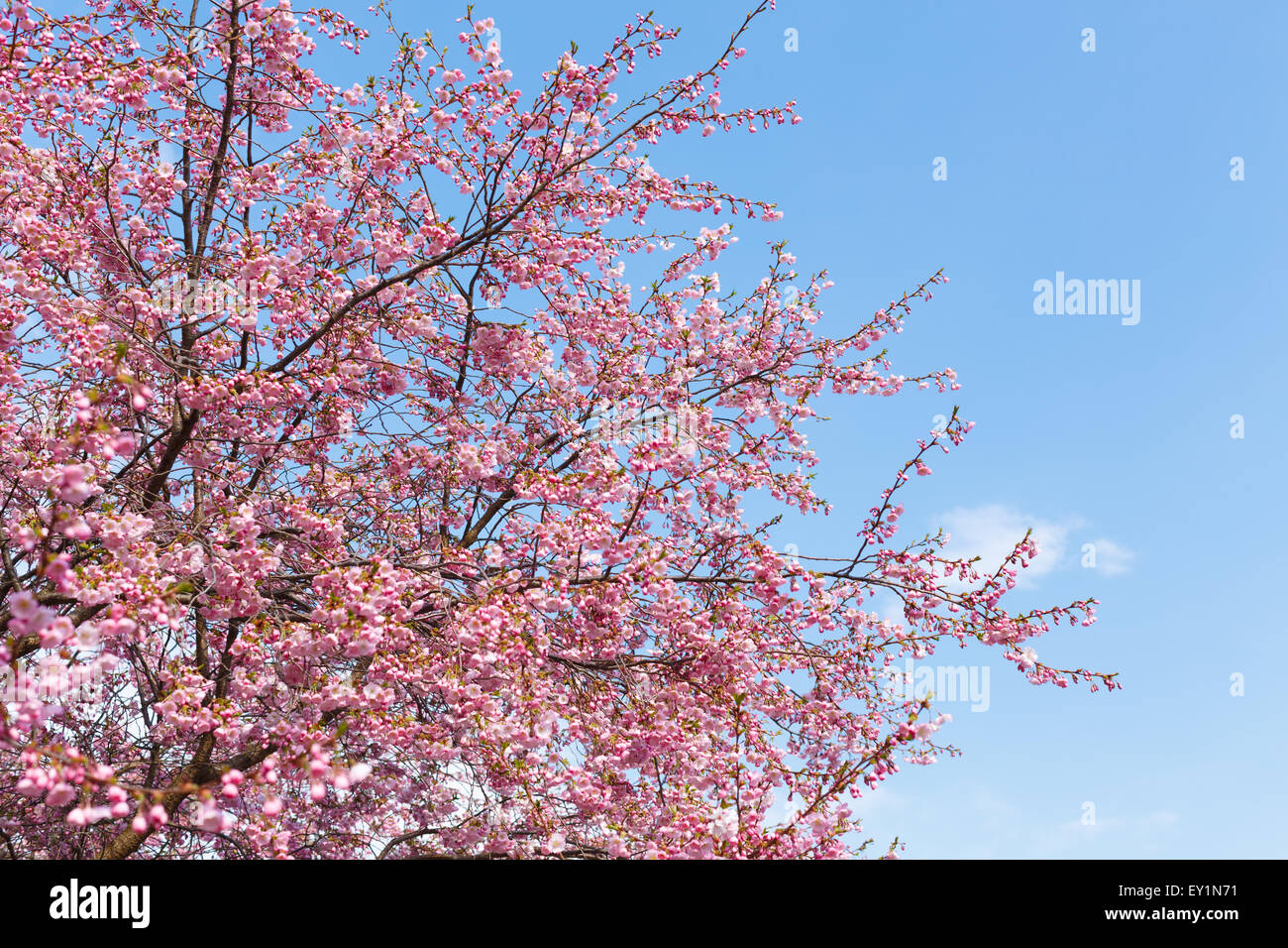Blumen Sakura Kirsche blüht im Frühjahr Nebel Stockfoto