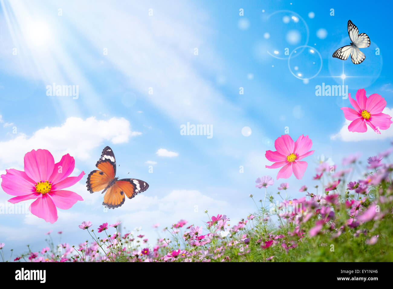 Digital Composite, Schmetterling, Blume, Stockfoto