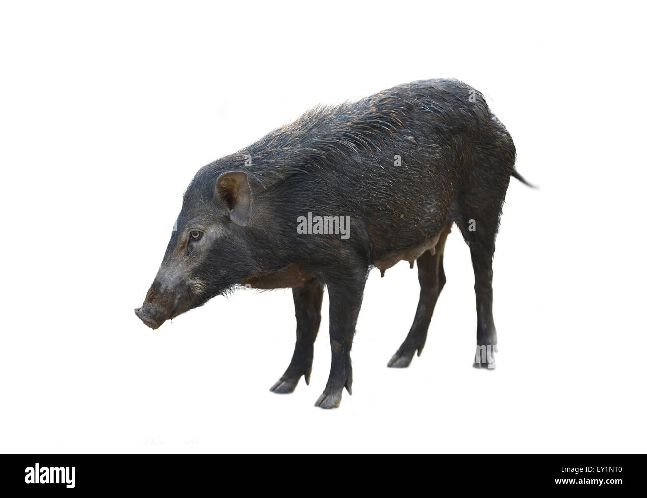 Wildschwein isoliert auf weißem Hintergrund Stockfoto