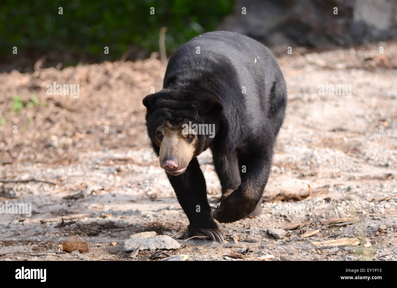 malayischen Sonne Bär zu Fuß nach vorn Stockfoto