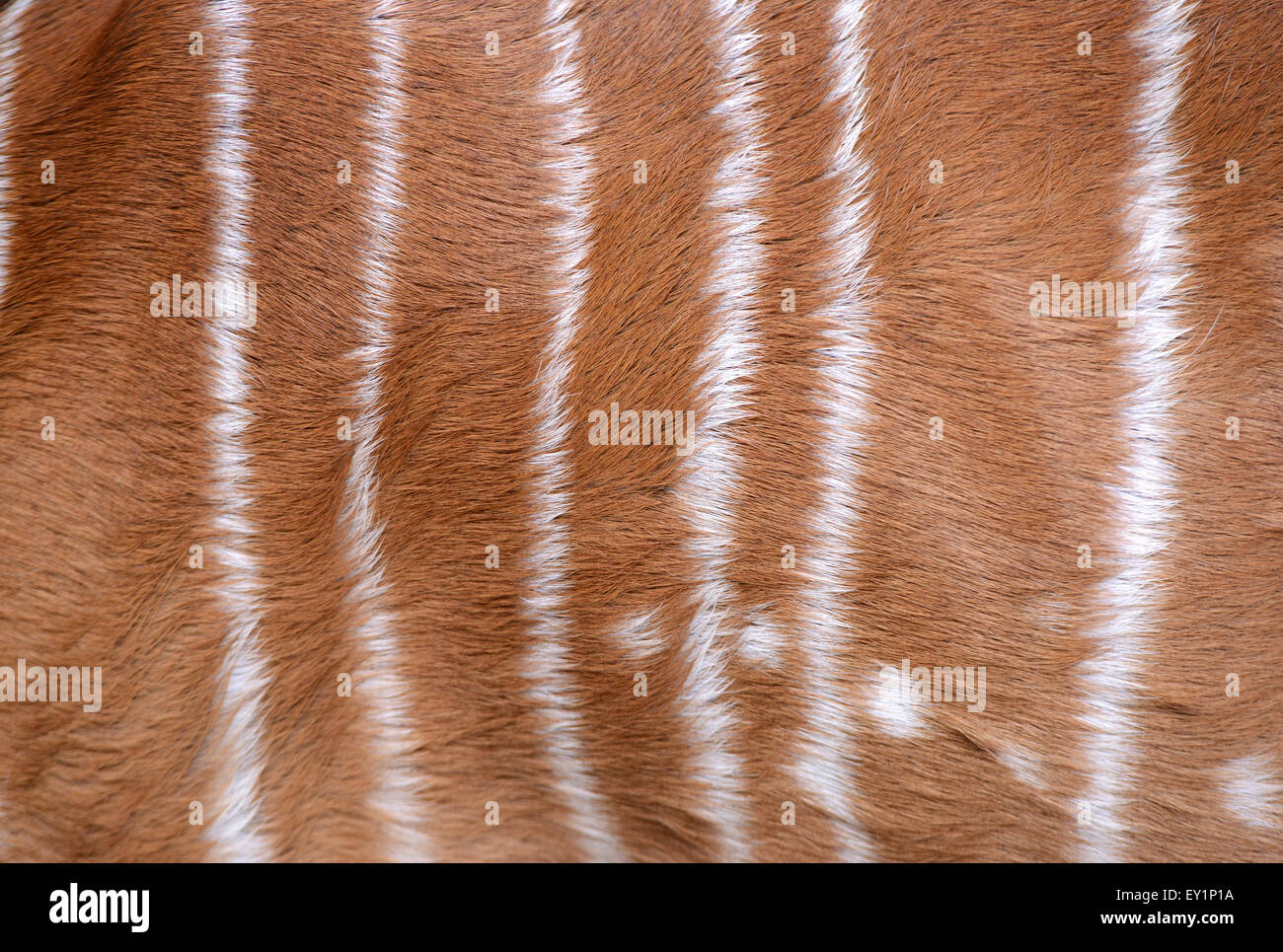 von Nyala strukturierte Fell können für Hintergrund Stockfoto