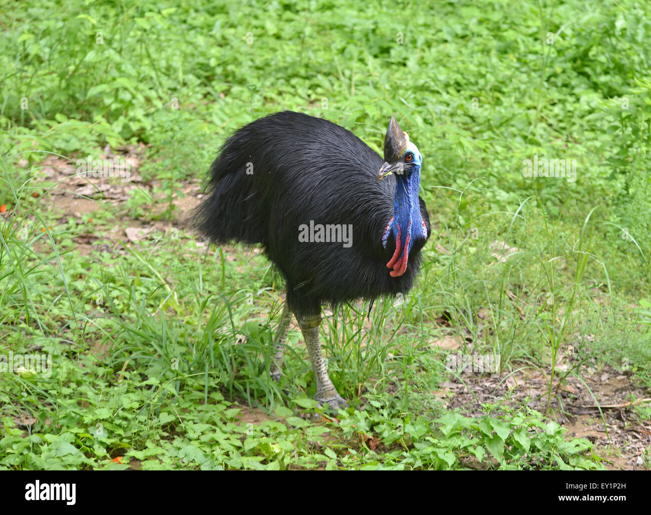 Kasuar Vogel (Casuarius Casuarius) in der Natur Stockfoto