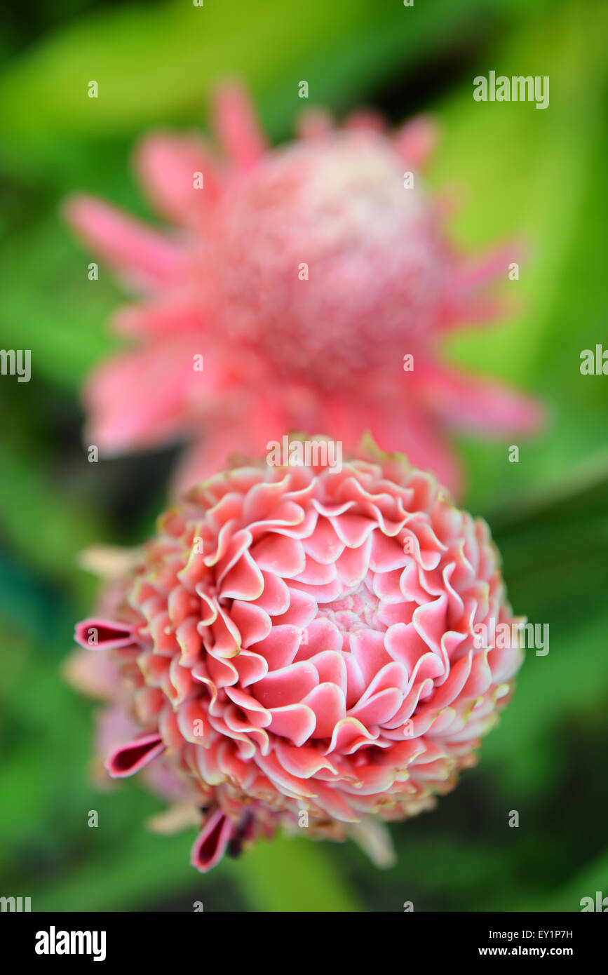 Etlingera Elatior Blume im Garten Stockfoto