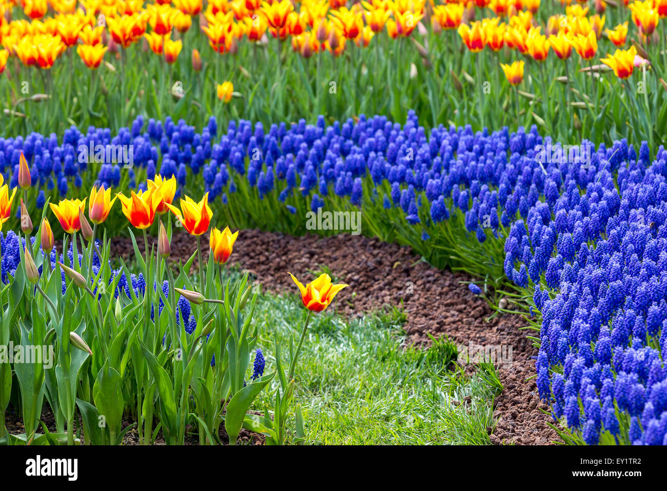 Bunte Tulpen und Muscari Blumen schafft schöne Paysage im Frühling Emirgan, Istanbul Stockfoto