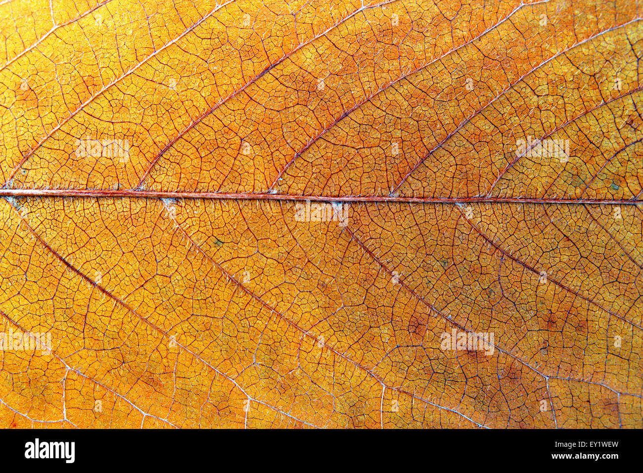 Detail einer Textur verblasst und bunte Kirsche Blatt - Makroaufnahme Stockfoto