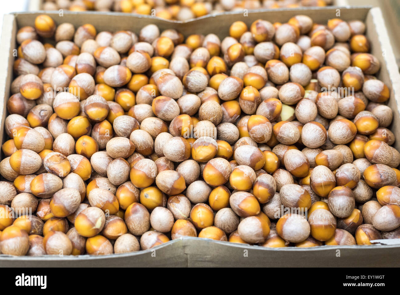 Viele frische Ginkgonüsse im Hintergrund. Stockfoto