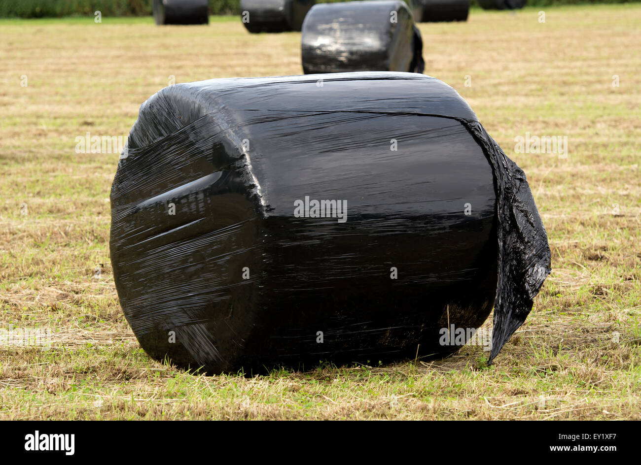 Schwarzer Kunststoff verpackt Heuballen, Warwickshire, UK Stockfoto