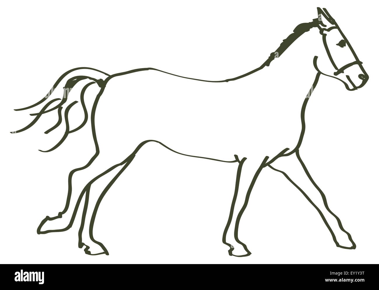 Hand gezeichnet Pferd - Vektor-illustration Stock-Vektorgrafik - Alamy