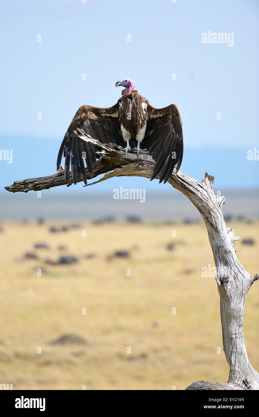 Ohrengeier-faced Vulture (Aegypius Tracheliotus) trocknen seine Flügel, Masai Mara National Reserve, Kenia Stockfoto