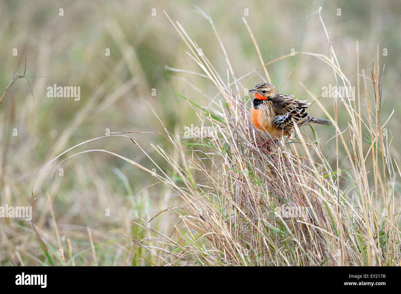 Red-throated Pieper (Anthus Cervinus), hohes Gras, Masai Mara National Reserve, Kenia Stockfoto