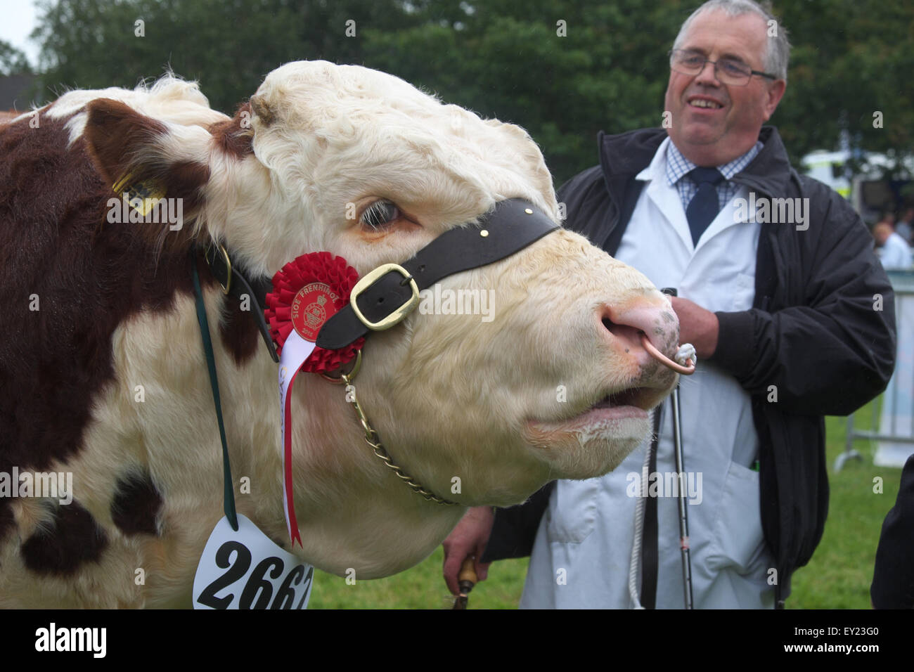 Royal Welsh Show, Builth Wells, Powys, UK Juli 2015. Ein Hereford Stier mit einem ersten Preis Rosette mit seinem Besitzer Landwirt im Bereich Display. Die Veranstaltung zieht mehr als 7.500 Vieh Einträge. Stockfoto