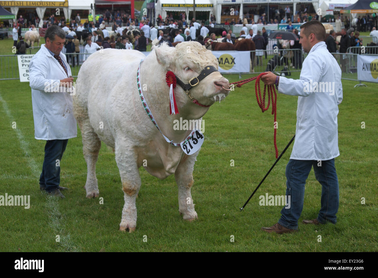 Royal Welsh Show, Builth Wells, Powys, UK Juli 2015. Ein britischer Charolais Stier in der Show-Arena mit zwei Bauern Handler gezeigt werden. Die Veranstaltung zieht mehr als 7.500 Vieh Einträge. Stockfoto