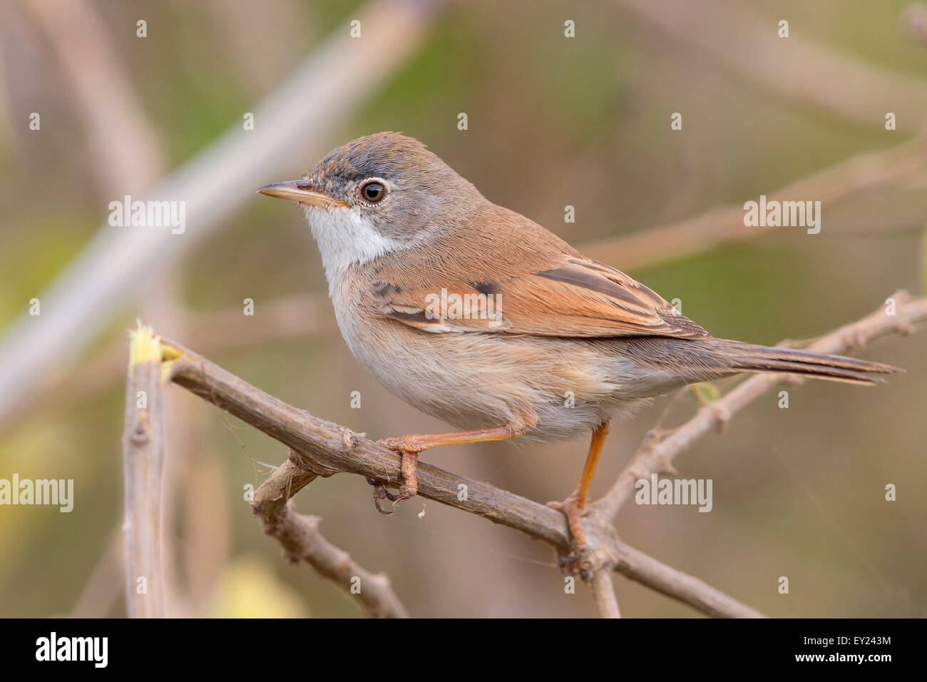 Brillentragende Warbler, Santiago, Kapverden (Sylvia Conspicillata Orbitalis) Stockfoto