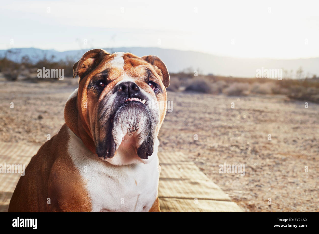 Porträt des jowly Bulldogge in Trailer park Stockfoto