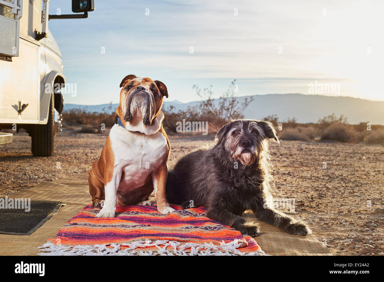 Porträt von zwei Hunden auf Teppich im Trailer park Stockfoto