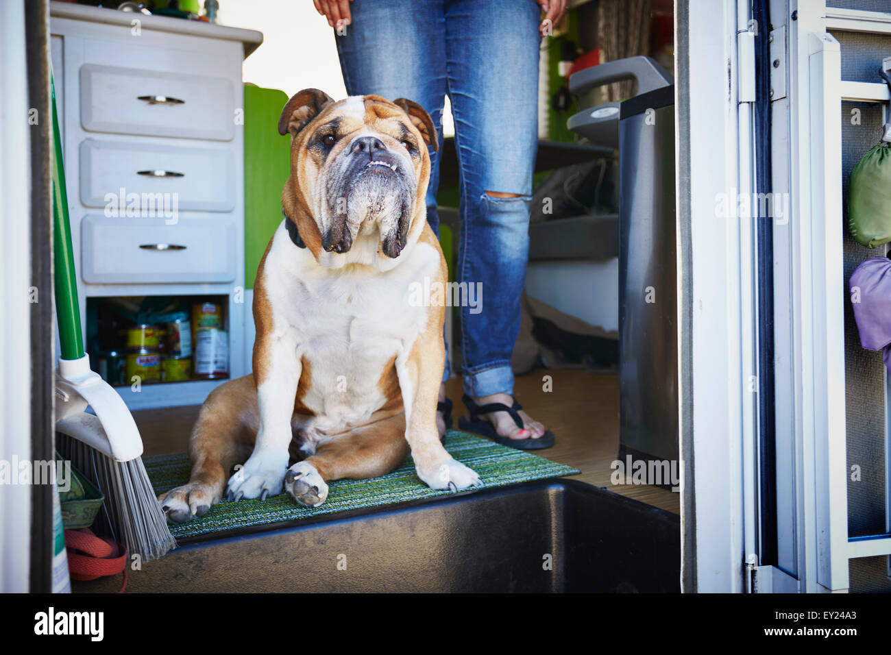 Porträt von Bulldog und Womans Beine in Anhänger-Tür Stockfoto