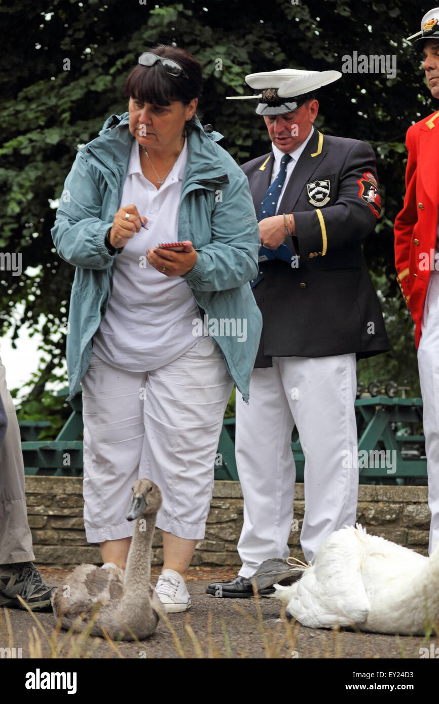 Walton on Thames, Surrey, UK. 20. Juli 2015. Mitglied der Swan-Rettungszentrum zeichnet die Gewicht, Maße und Tag Zahlen der Schwäne am ersten Tag des Swan Upping 2015. Der Schwan-Oberteil versammeln sich vor der Weir-Kneipe vor eine Woche lang im Überblick die Schwäne auf der Themse zwischen Sunbury in Surrey und Abingdon in Oxfordshire. Bildnachweis: Julia Gavin UK/Alamy Live-Nachrichten Stockfoto