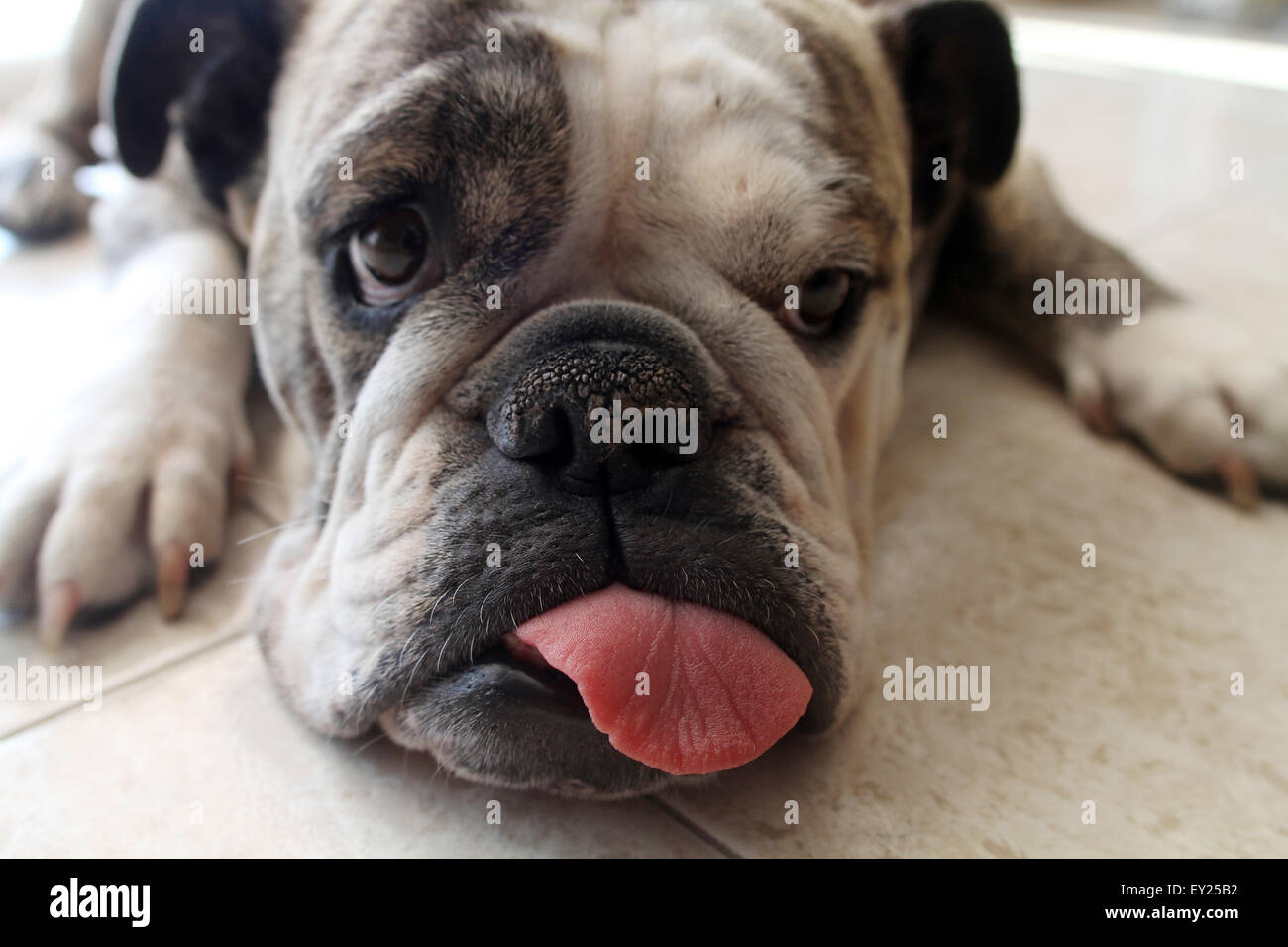 Hunde Ausdruck mit Zunge heraus (Kredit Bild © Jack Ludlam) Stockfoto
