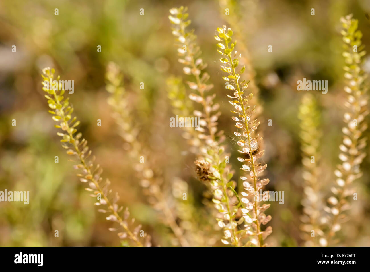 Makro von Lepidium Pflanzen unter die warme Sommersonne Stockfoto