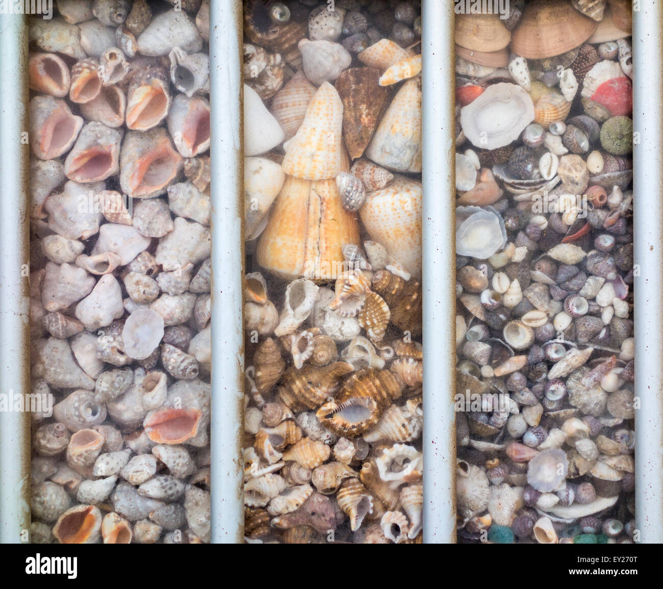Muschel im Haus Fenster durch Stahl Fenstergitter geschützt Stockfoto