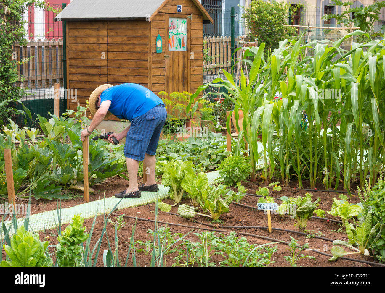 Mann arbeitet im Gemüsegarten in Stadt Zuteilung in Spanien Stockfoto
