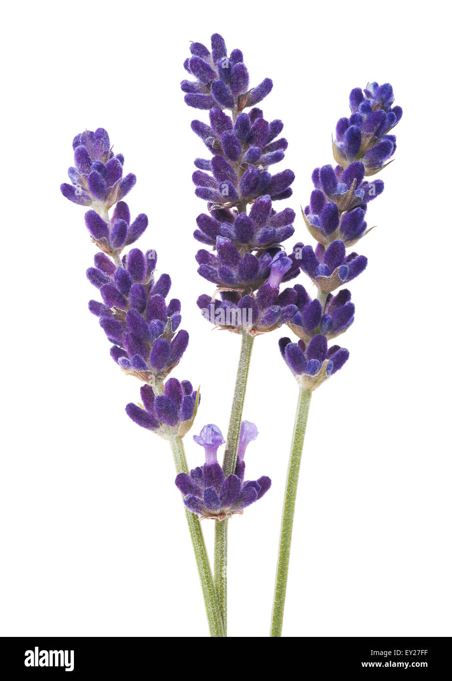 Lavendel Blumen isoliert auf weiss Stockfoto