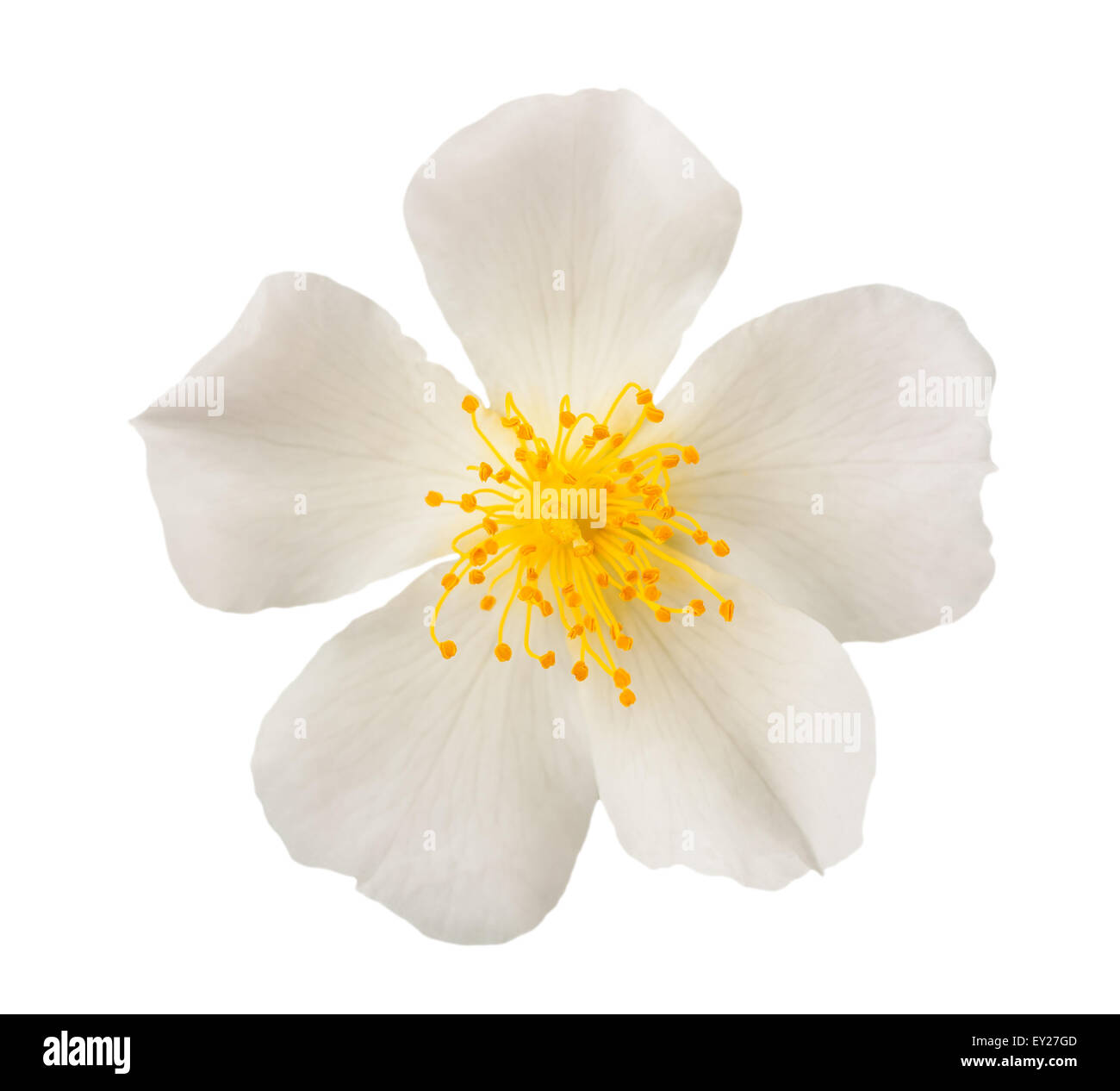 White Dog Rose isoliert auf weißem Hintergrund Stockfoto