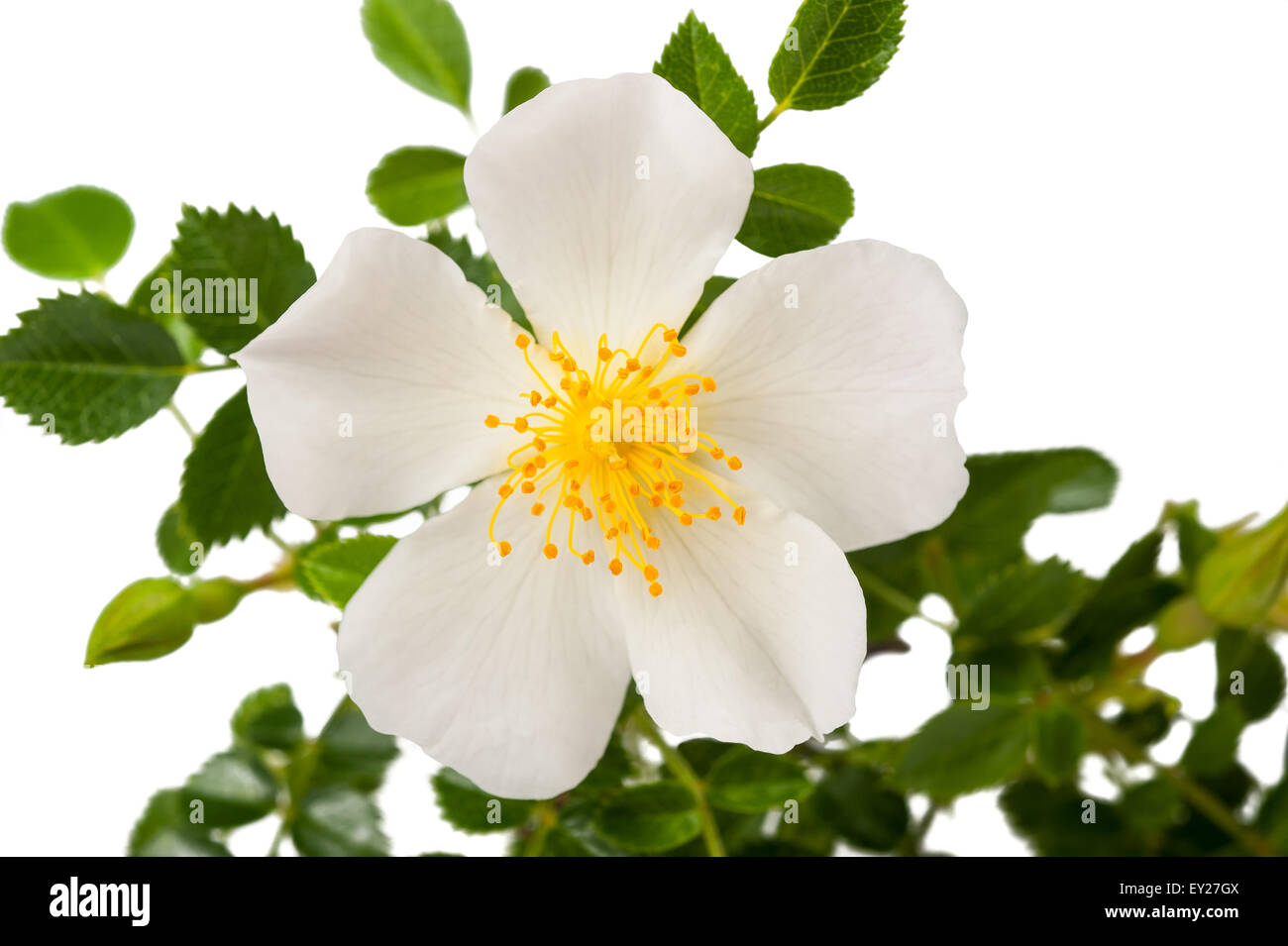 White Dog Rose isoliert auf weißem Hintergrund Stockfoto