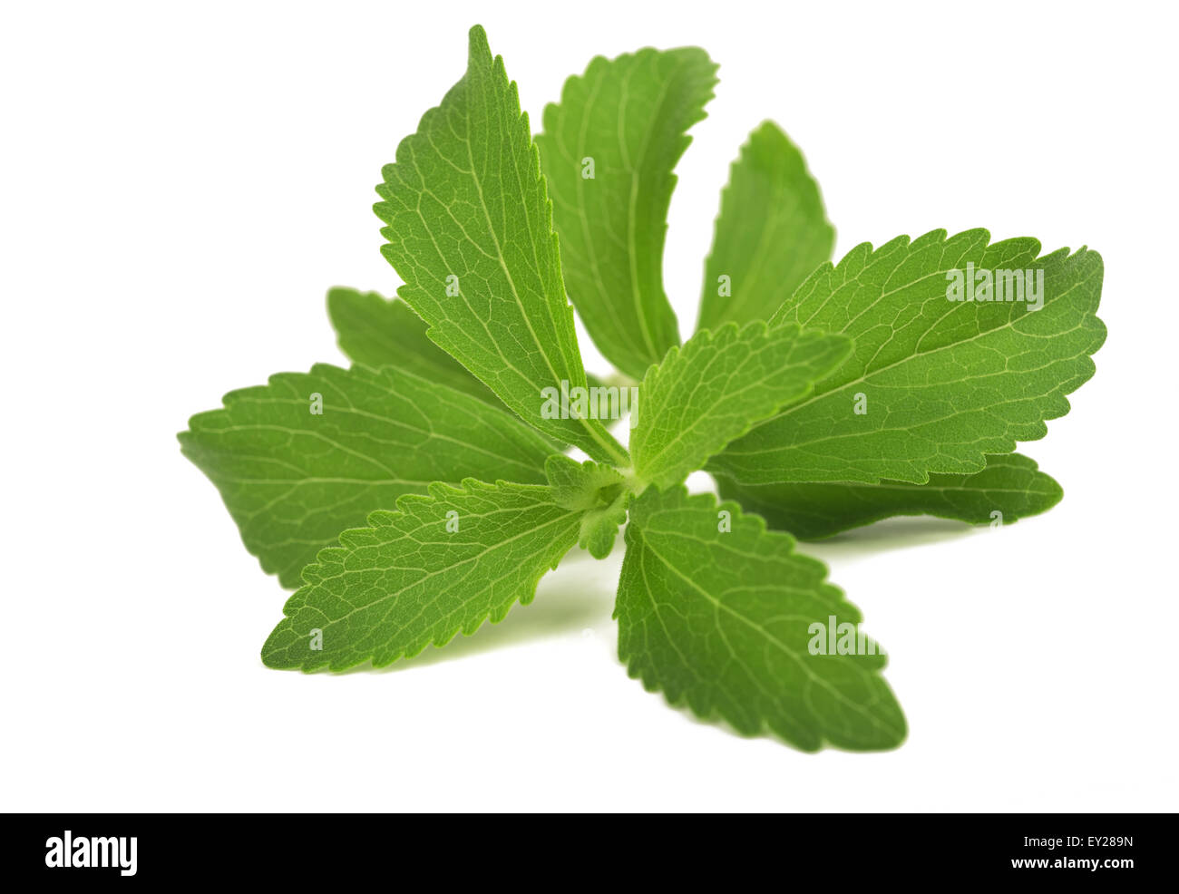 Stevia Rebaudiana Pflanze isoliert auf weißem Hintergrund Stockfoto