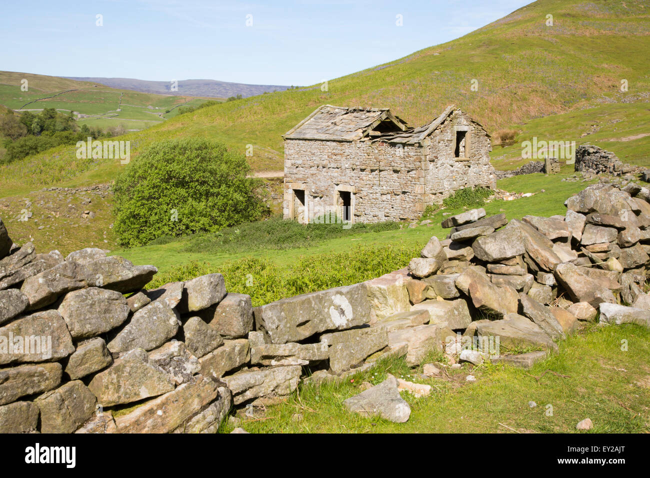 Verfallene Scheune und Trockenmauer, Swaledale, Yorkshire Dales National Park, North Yorkshire, England, UK Stockfoto