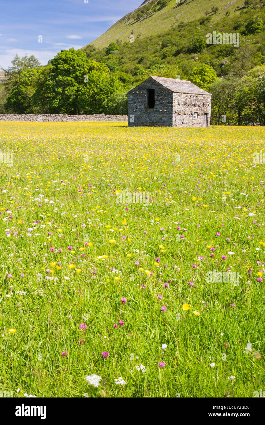 Wildblumenwiesen in der Nähe von den Dales Dorf Muker, Swaledale, Yorkshire Dales National Park, North Yorkshire, England, UK Stockfoto