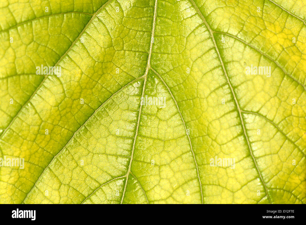 grünes Blatt Nahaufnahme Natur Hintergrund Stockfoto