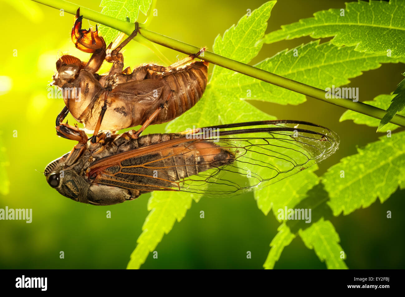 Zikade Metamorphose (lateinisch Cicadidae), letzte Häutung - die Verwandlung in einen Erwachsenen Insekt. Stockfoto