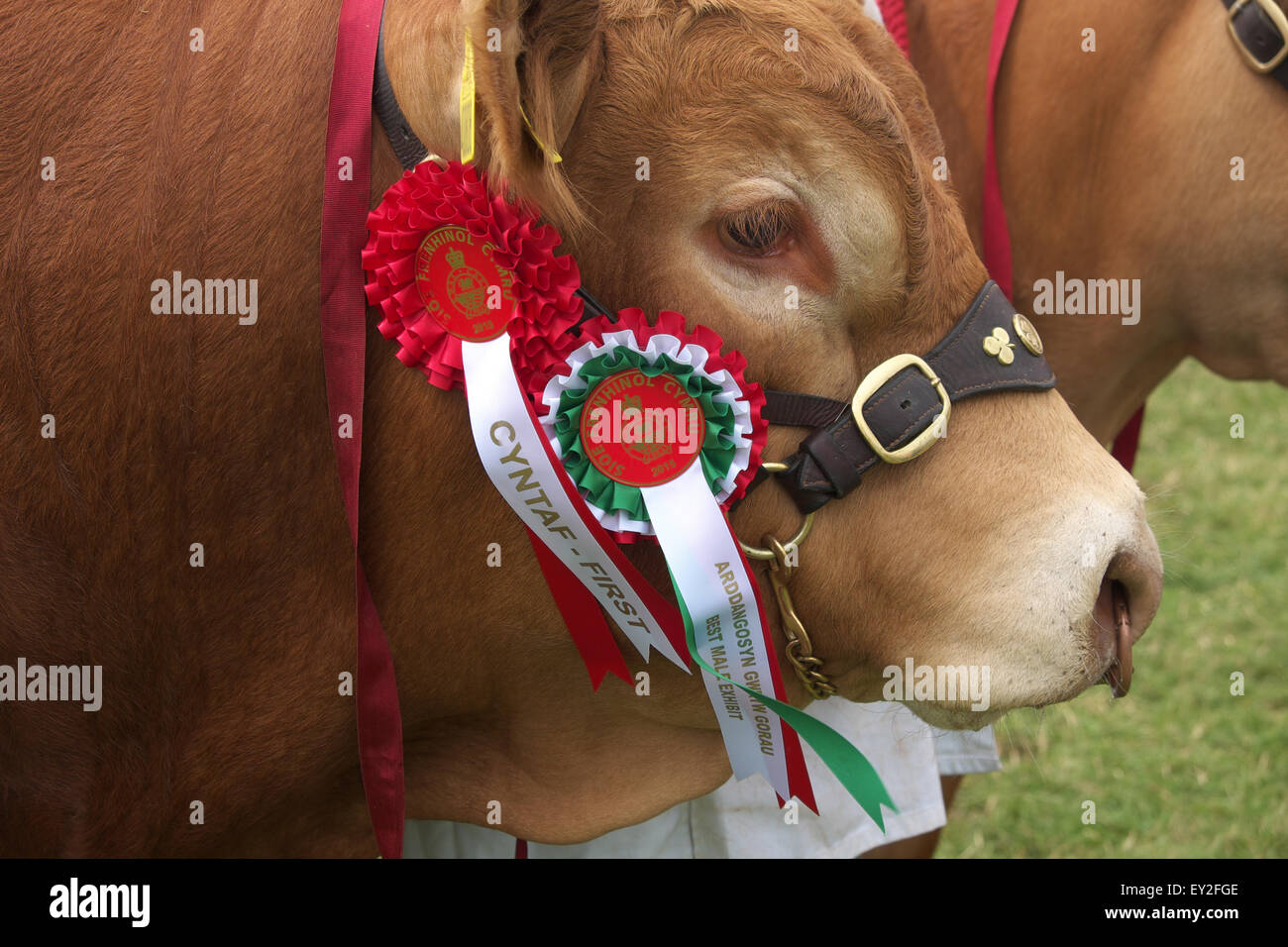 Royal Welsh Show, Wales UK Juli 2015. Ersten Preis Sieger Rosette für männliche britische Limousin Stier mit Rosetten in der Ausstellung zeigen Arena. Die Veranstaltung zieht mehr als 7.500 Vieh Einträge. Stockfoto