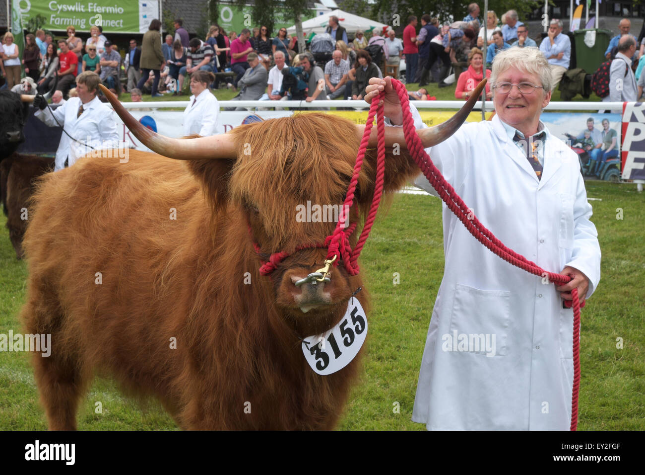 Royal Welsh Show, Powys, Wales UK genannt Juli 2015 - Jacky Harrison mit Champion Hochlandrinder Kuh Prinzessin Analena. Die Veranstaltung zieht mehr als 7.500 Vieh Einträge. Stockfoto