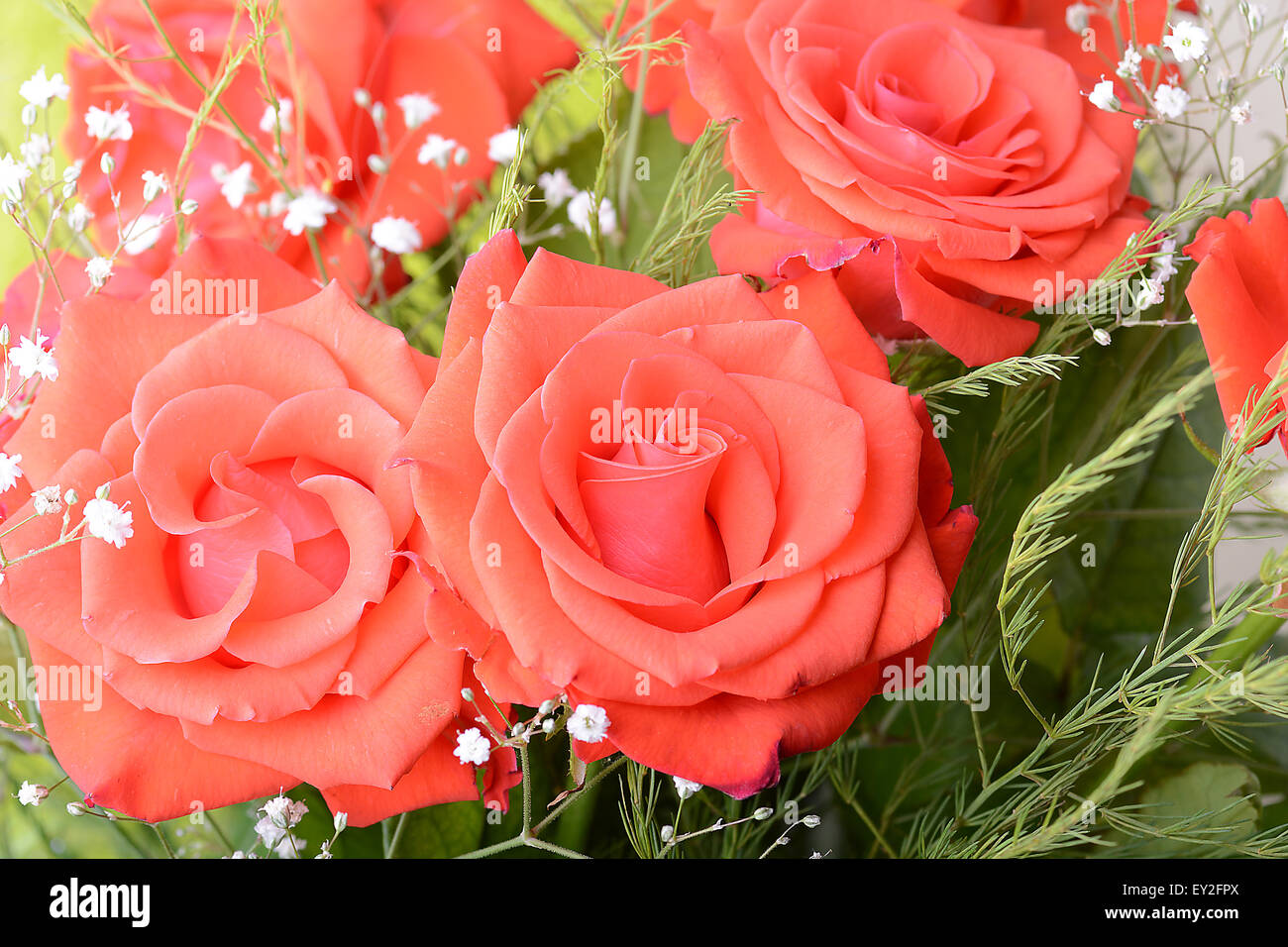 Rote Rosen, Blumen Blumenstrauß Stockfoto