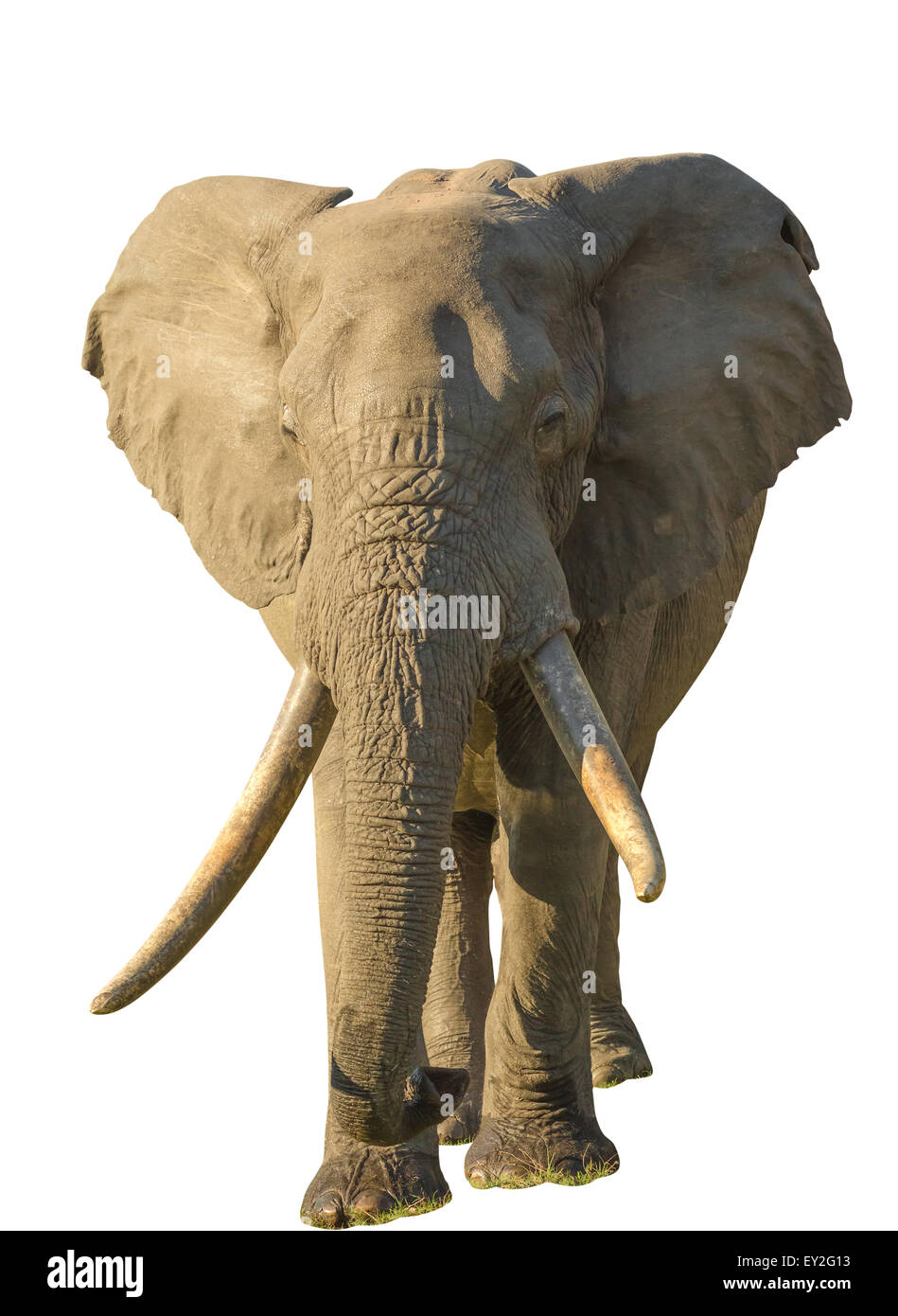 Lange Stoßzähne Elefant Stockfoto