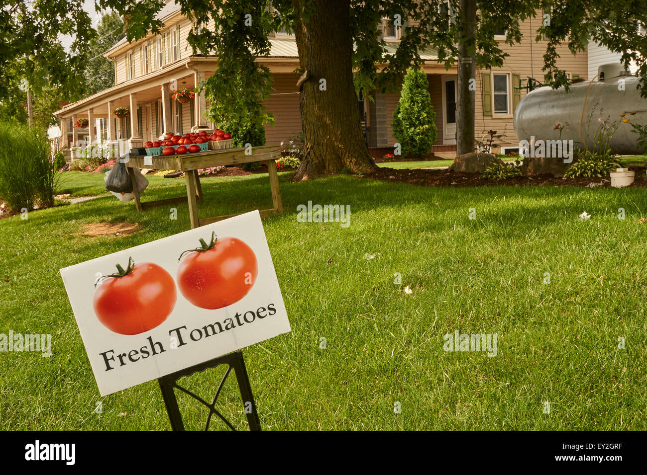 Bauernhof Stand mit reife Tomaten, Lancaster County, Pennsylvania, USA Stockfoto
