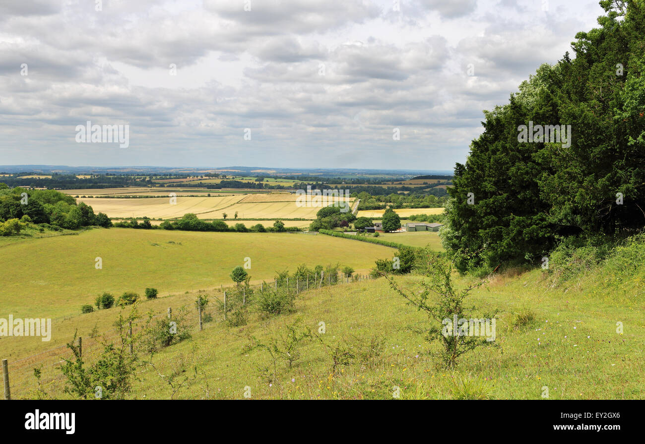 Eine englische ländlichen Landschaft mit Track durch eine Wildblumenwiese in den Chiltern Hills in South Oxfordshire Stockfoto