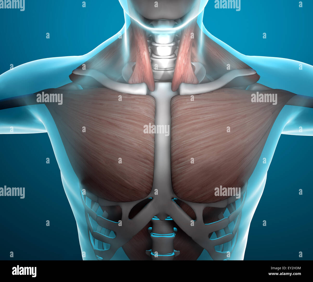 X-Ray menschlicher Körper und Skelett Stockfoto