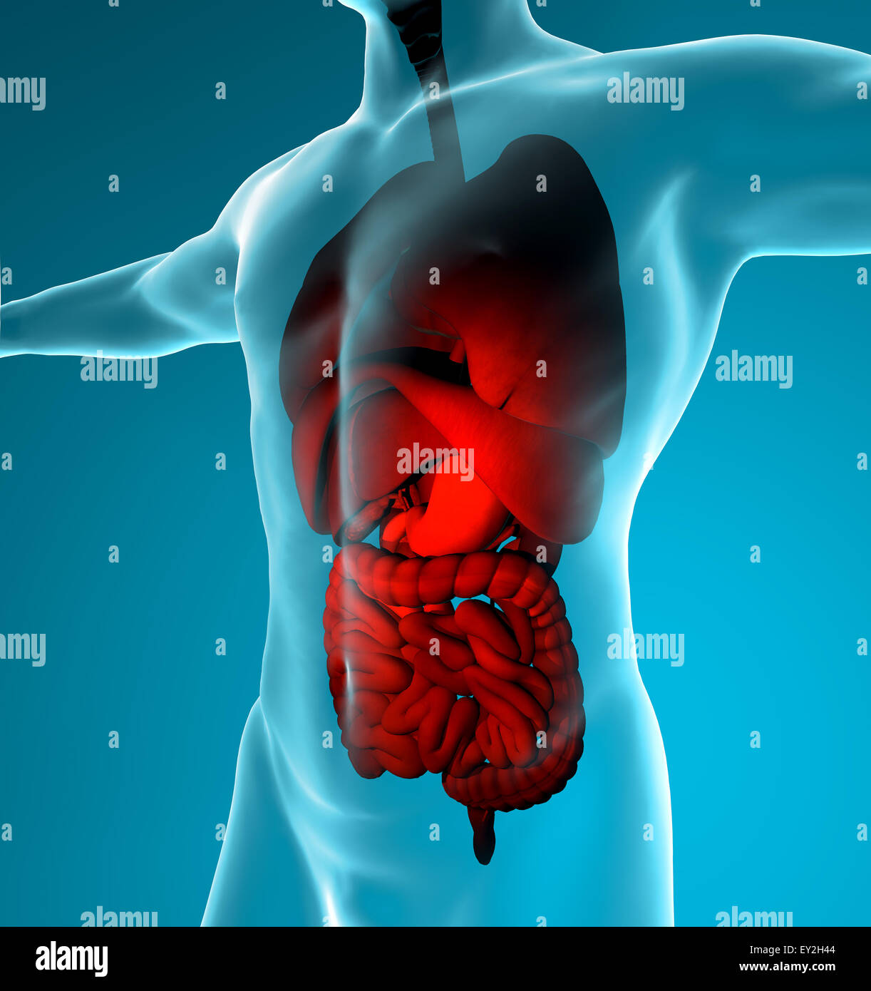 3D gerenderte Darstellung des männlichen Verdauungs- und Atemwege Stockfoto