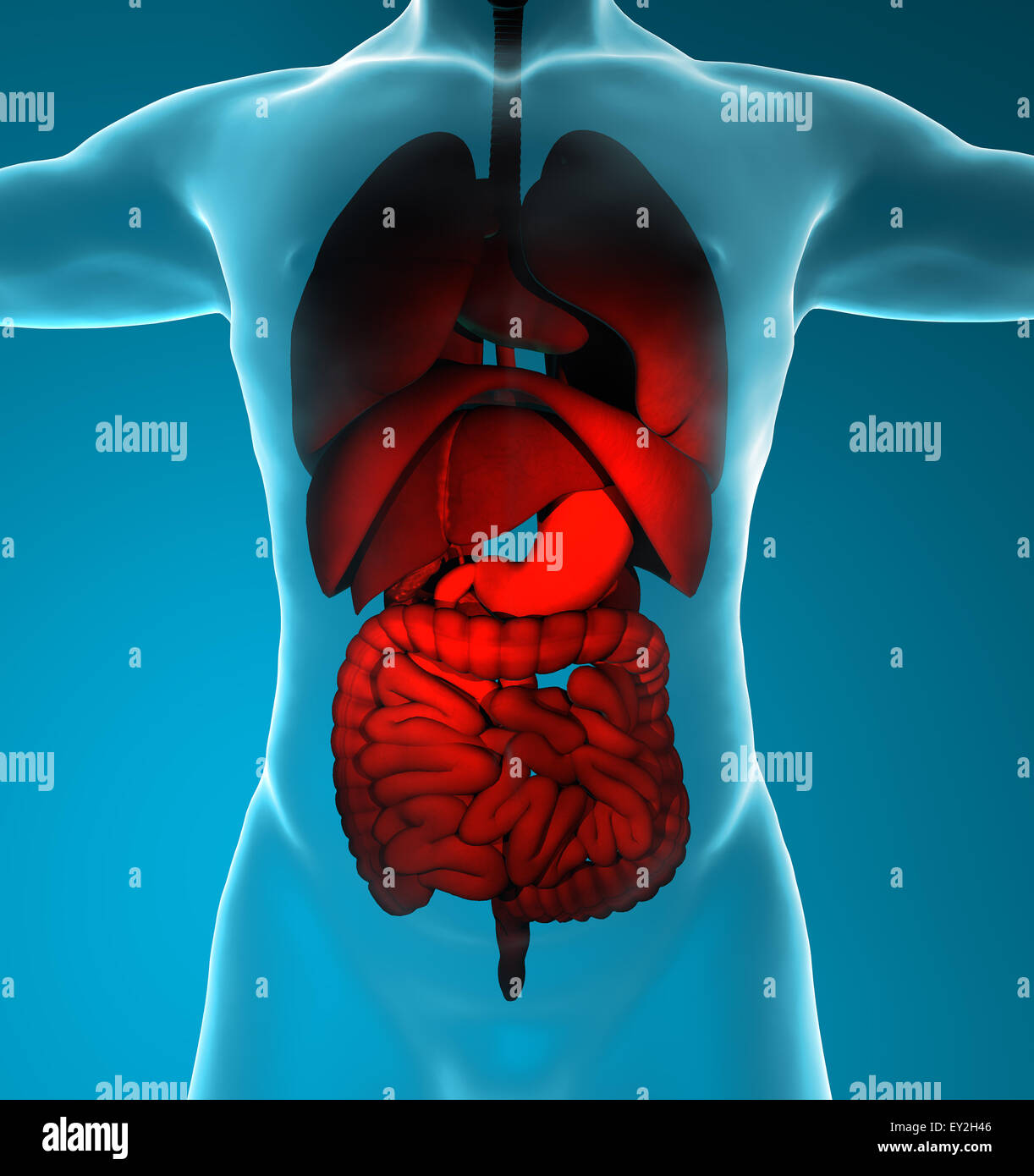 3D gerenderte Darstellung des männlichen Verdauungs- und Atemwege Stockfoto