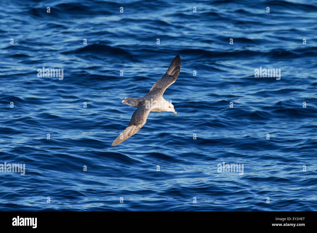 Nördlichen Fulmar / arktische Fulmar (Fulmarus Cyclopoida) im Flug über dem Meer Stockfoto