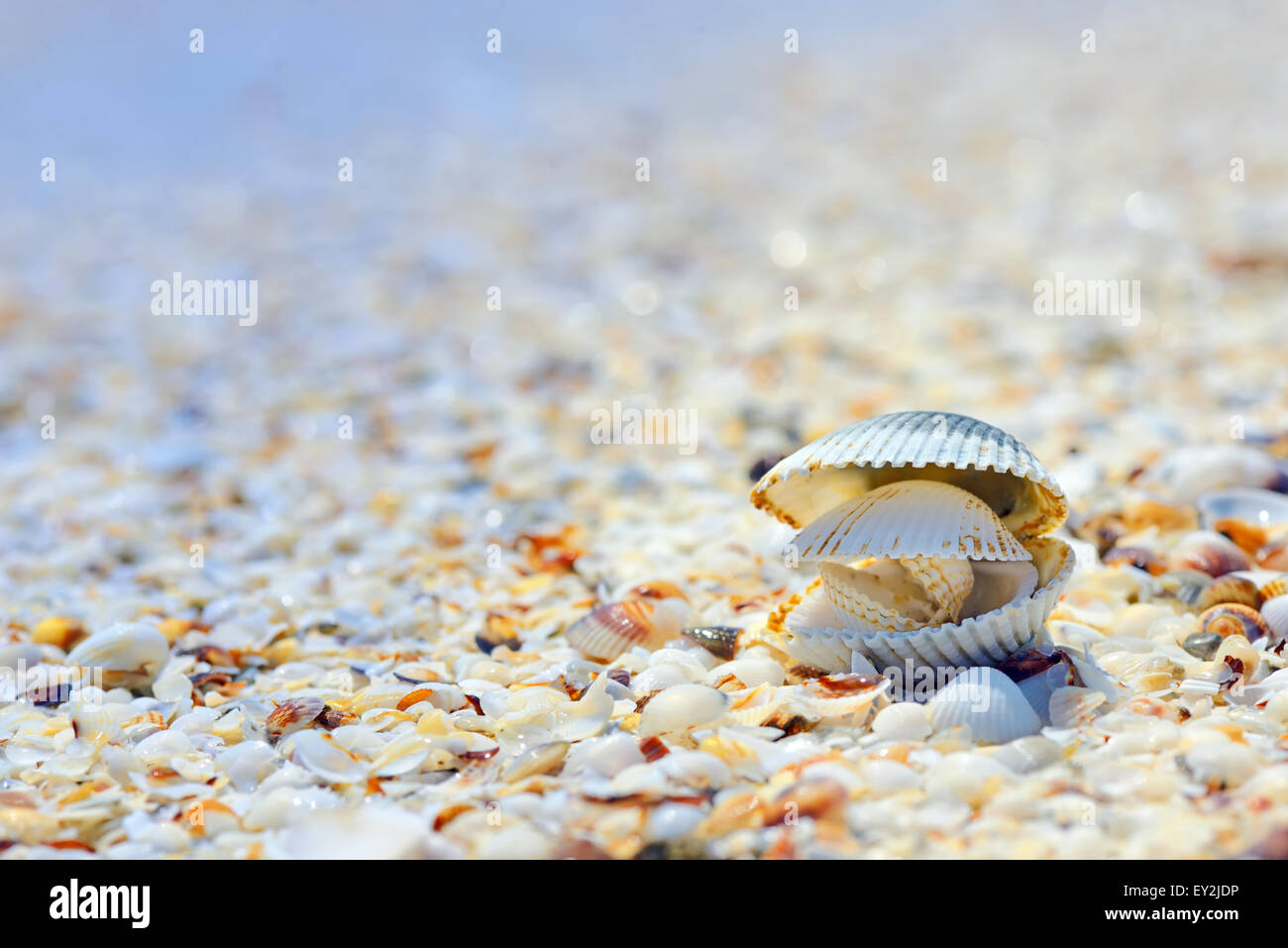 Öffnen Sie Muscheln am Strand im Sommer Stockfoto