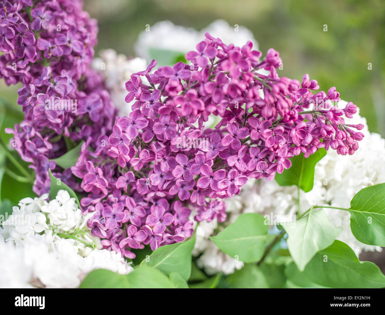 Blühen Sie lila Blumen im Garten, an den sonnigen Tag. Stockfoto